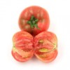 西红柿无公害柿子新鲜番茄现摘蔬菜 绿腚西红柿