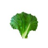 东北大白菜叶新鲜蔬菜白菜叶打饭包叶蘸酱菜绿白菜叶15片带箱500g