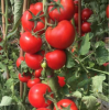 粉果抗TY红果番茄 奇番一号大红果番茄种子 蔬菜种子种子批发 红果番茄种植技术 柿子种子催芽技术保护