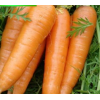 山东金乡供应新鲜胡萝卜 可出口蔬菜胡萝卜 代理加工胡萝卜