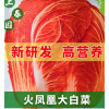 火凤凰白菜种子夏播耐热大白菜种子包心菜饺子菜种子蔬菜种子包邮