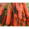 湖北新鲜蔬菜农家自种现挖带泥水果胡萝卜新鲜